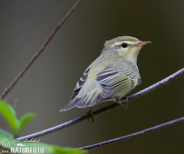 Kolibiarik sykavý (Phylloscopus sibilatrix)