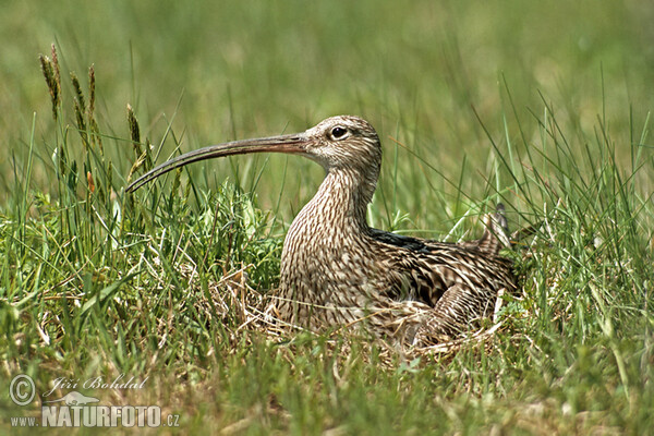 Koliha velká (Numenius arquata)