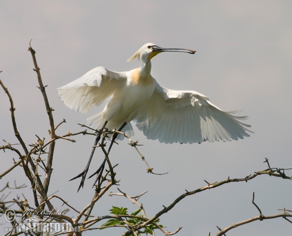 Kolpík bílý (Platalea leucorodia)