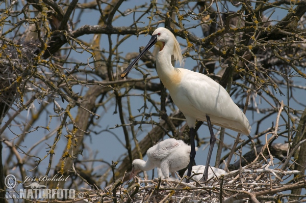 Kolpík bílý (Platalea leucorodia)