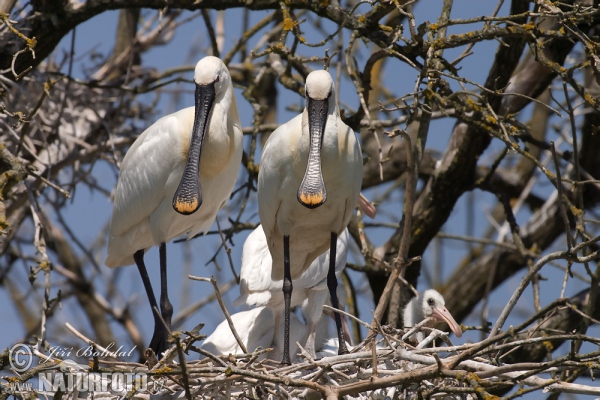 Kolpík bílý (Platalea leucorodia)