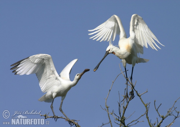 Kolpík bílý (Platalea leucorodia)