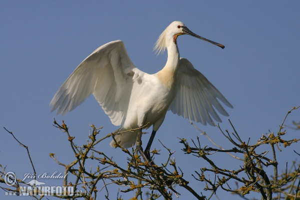 Kolpík bílý (Platalea leucorodia)