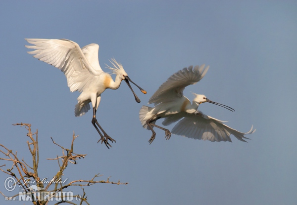 Kolpík bílý (Platalea leucorodia)