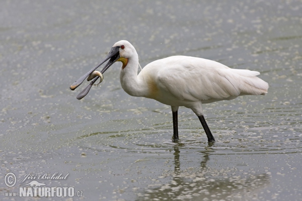 Kolpík bílý (Platalea leucorodia)