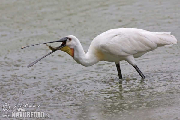 Kolpík bílý (Platalea leucorodia)