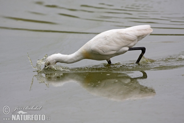 Kolpík bílý (Platalea leucorodia)