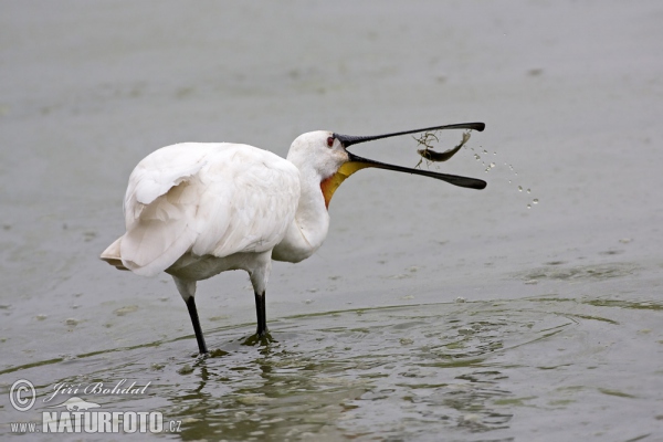 Kolpík bílý (Platalea leucorodia)