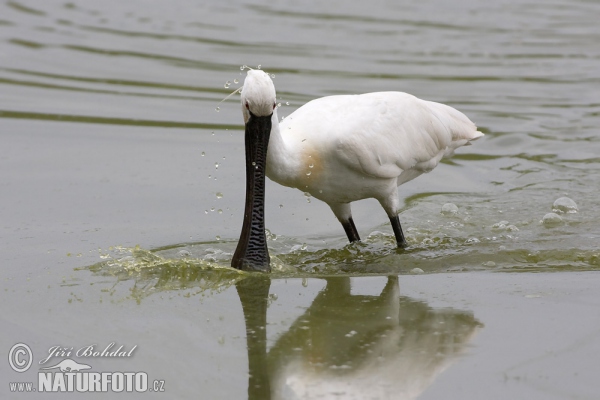 Kolpík bílý (Platalea leucorodia)