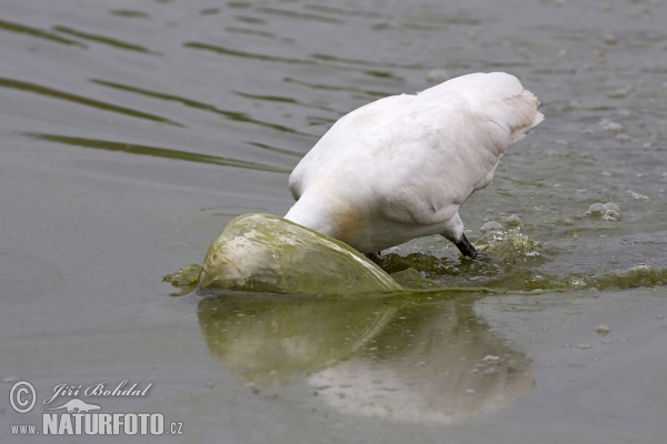 Kolpík bílý (Platalea leucorodia)