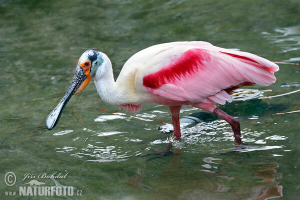 Kolpík ružový (Platalea ajaja)