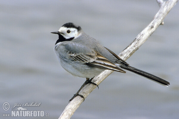 Konipas bílý (Motacilla alba)