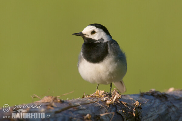 Konipas bílý (Motacilla alba)