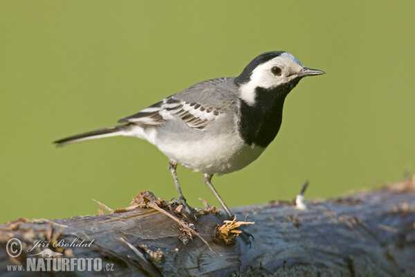 Konipas bílý (Motacilla alba)