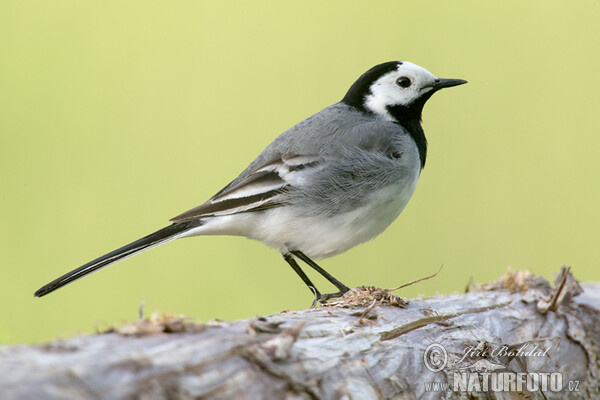 Konipas bílý (Motacilla alba)