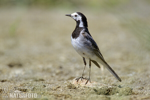 Konipas bílý (Motacilla alba)