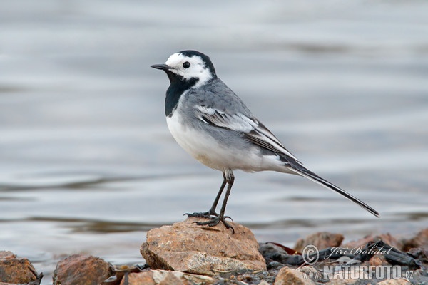 Konipas bílý (Motacilla alba)