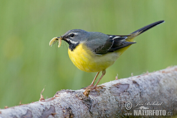 Konipas horský (Motacilla cinerea)