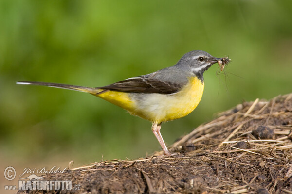 Konipas horský (Motacilla cinerea)