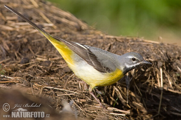 Konipas horský (Motacilla cinerea)