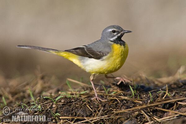 Konipas horský (Motacilla cinerea)