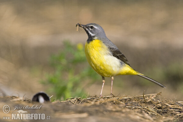 Konipas horský (Motacilla cinerea)