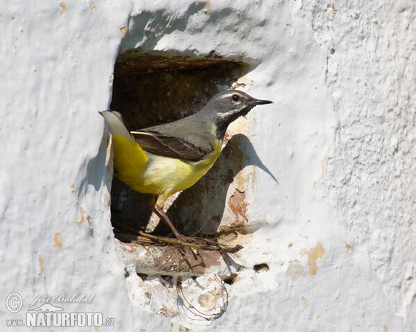 Konipas horský (Motacilla cinerea)