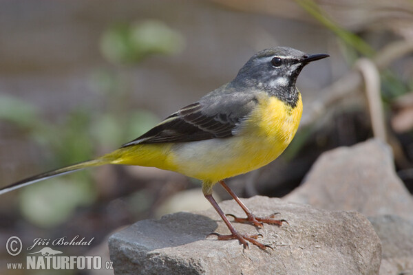 Konipas horský (Motacilla cinerea)