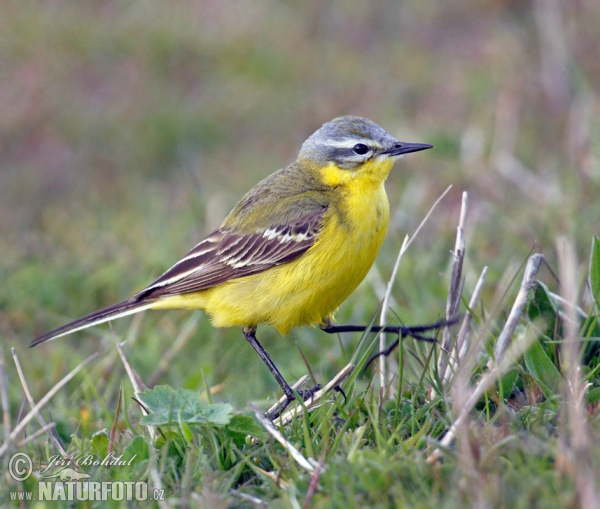 Konipas luční (Motacilla flava)