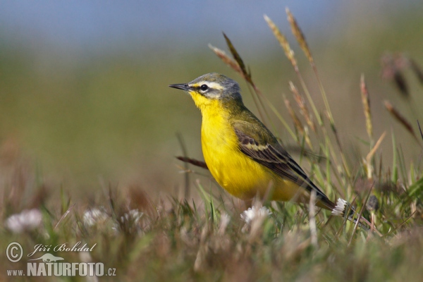 Konipas luční (Motacilla flava)