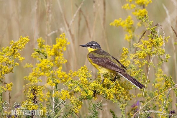 Konipas luční (Motacilla flava)