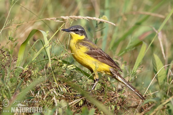 Konipas luční (Motacilla flava)