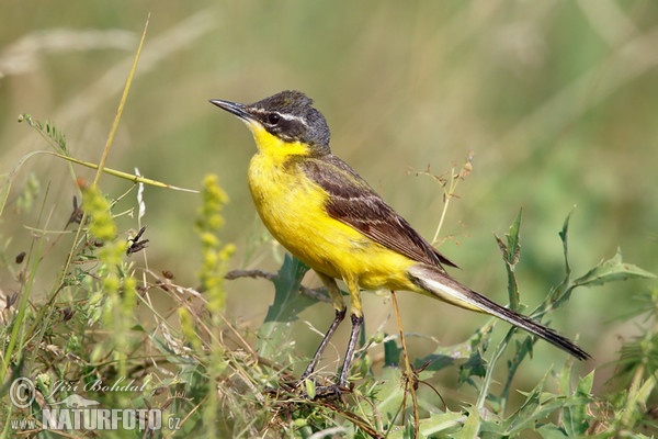 Konipas luční (Motacilla flava)