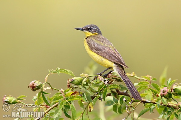 Konipas luční (Motacilla flava)