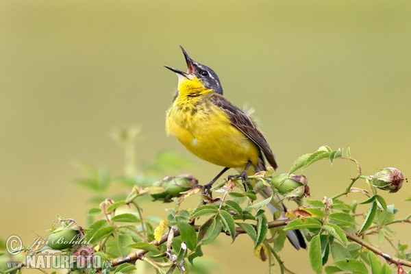 Konipas luční (Motacilla flava)