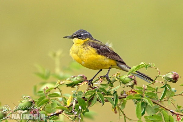 Konipas luční (Motacilla flava)