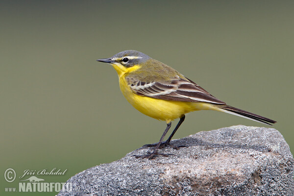 Konipas luční (Motacilla flava)