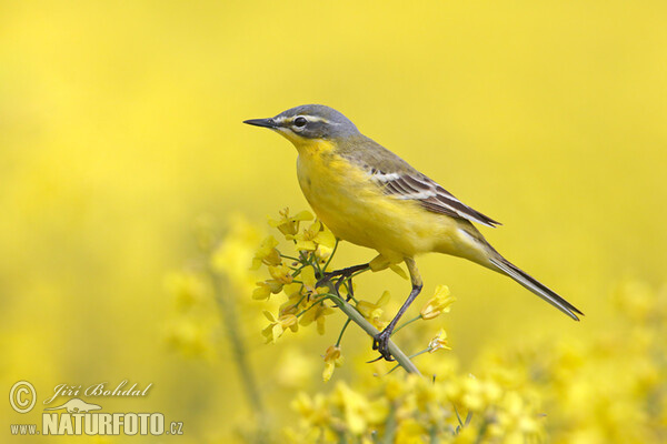 Konipas luční (Motacilla flava)