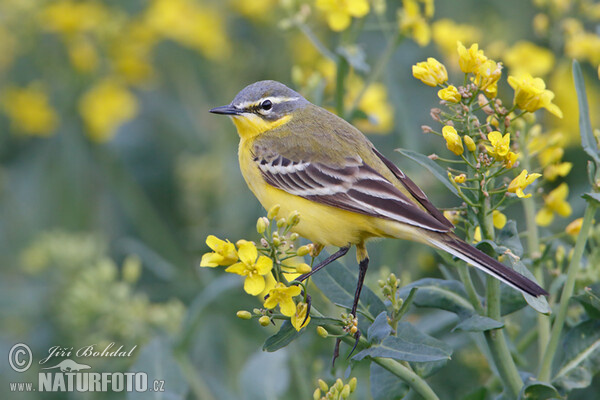 Konipas luční (Motacilla flava)