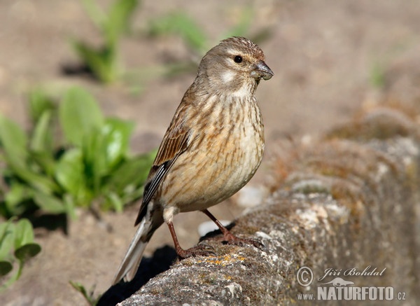 Konopka obecná (Carduelis cannabina)