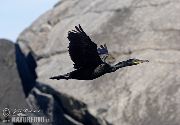 Kormorán chocholatý (Phalacrocorax aristotelis)