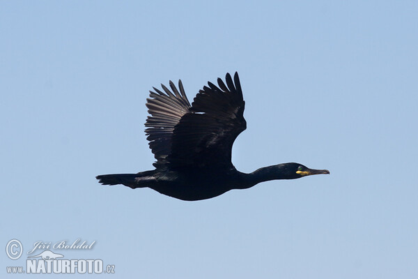 Kormorán chocholatý (Phalacrocorax aristotelis)