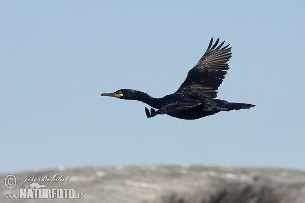 Kormorán chocholatý (Phalacrocorax aristotelis)