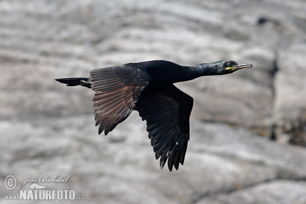 Kormorán chocholatý (Phalacrocorax aristotelis)