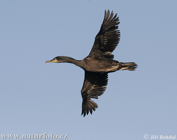 Kormorán choclatý (Phalacrocorax aristotelis)