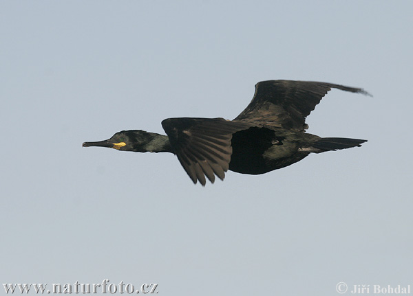 Kormorán choclatý (Phalacrocorax aristotelis)