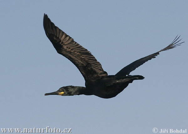 Kormorán choclatý (Phalacrocorax aristotelis)