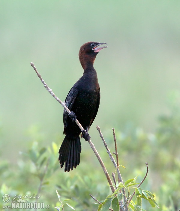 Kormorán malý (Phalacrocorax pygmaeus)