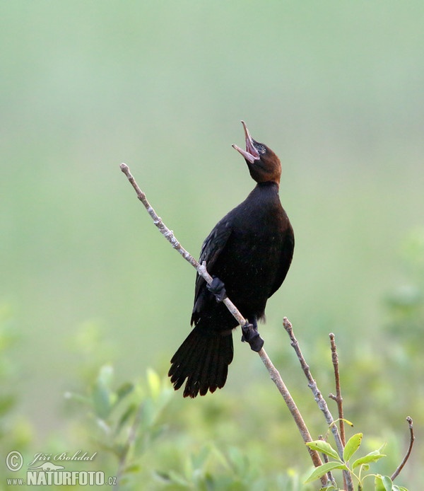 Kormorán malý (Phalacrocorax pygmaeus)