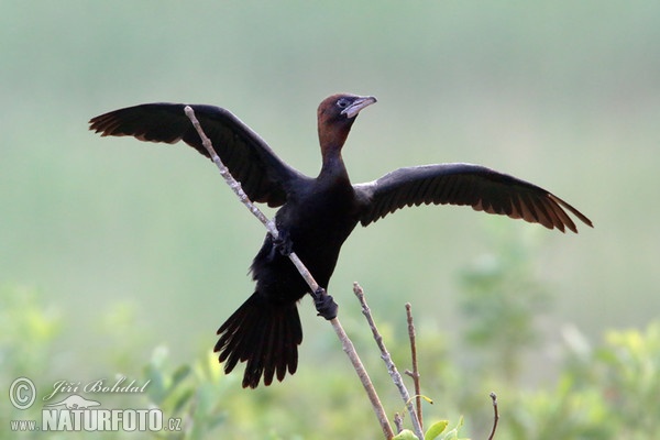 Kormorán malý (Phalacrocorax pygmaeus)